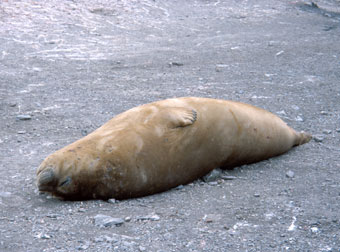 Southern elephant seals molting