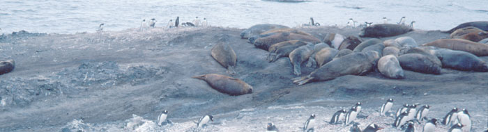 Southern elephant seals in Antarctica