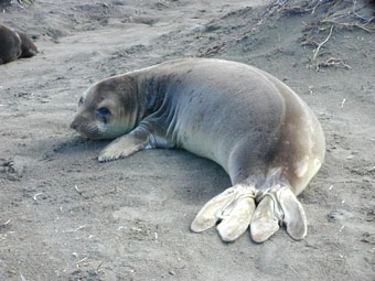 Female northern elephant seal
