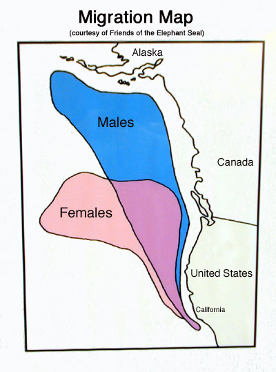 Foraging map for the northern elephant seal