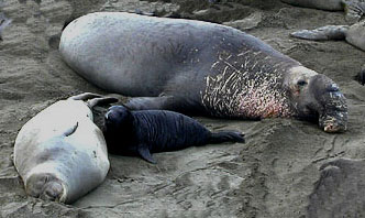 The northern elephant seal male, female and baby