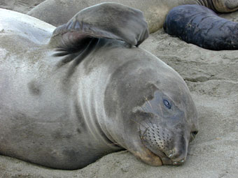 Elephant seal female