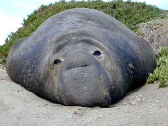 Elephant seal male