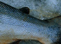 Salmon adipose dorsal fin