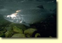 Chinook Salmon, NOAA image