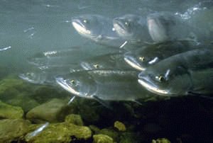 Chum Salmon, NOAA image