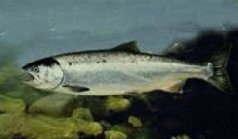 Coho Salmon, NOAA image