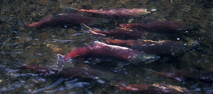 Sockeye salmon in stream