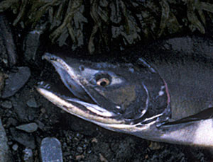 Male salmon with kype