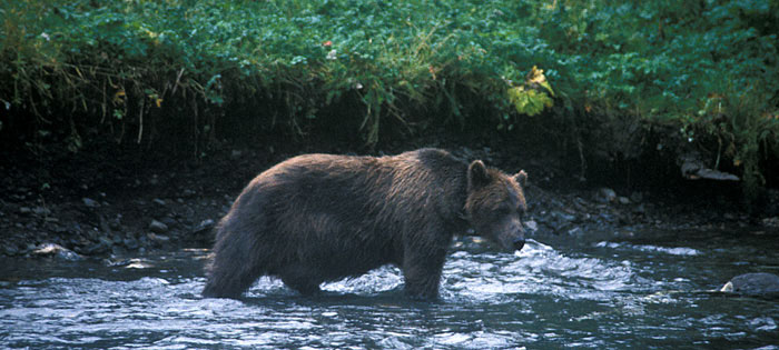 Grizzly bear eating salmon eggs