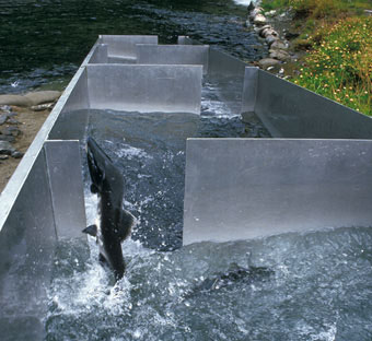 Salmon jumping up a fish ladder