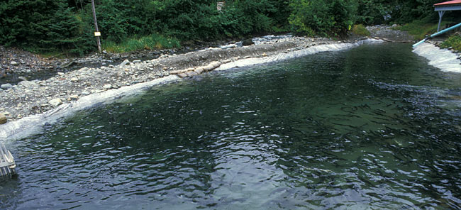 Salmon hatchery holding pool