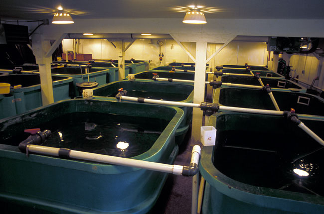 Salmon indoor hatchery