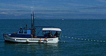 Alaskan gillnetter pulling in his net, fish shown in net near boat