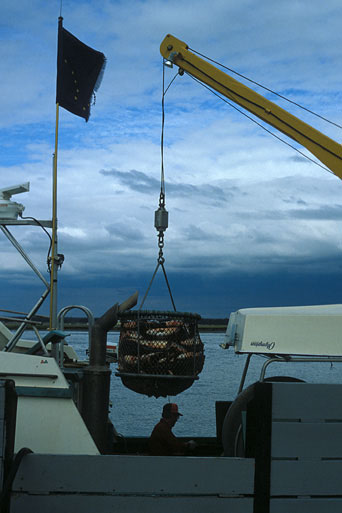 The 'brailer' used to offload salmon while at sea