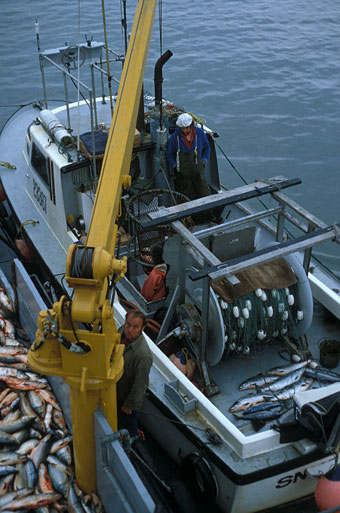 Alaskan gillnetter offloading his catch