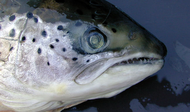 Salmon head with eye, mouth, and nostrils (nares)