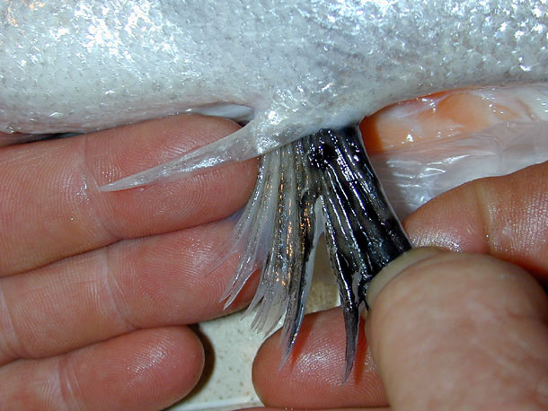 Salmon pelvic fin with axillary process