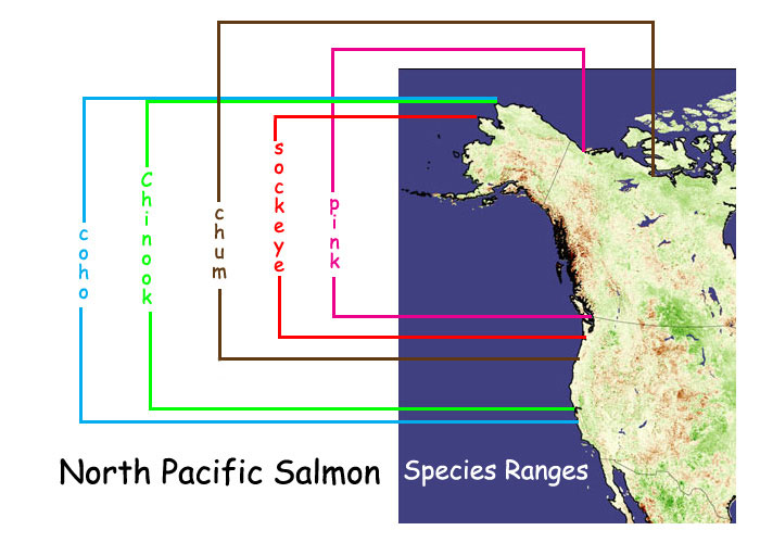 North Pacific Salmon Species Ranges