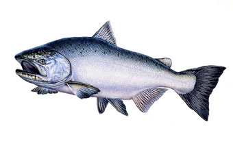 Chinook Salmon, saltwater form