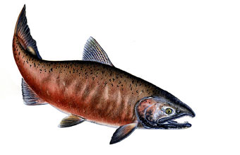 Chinook Salmon, freshwater form of reproductive male