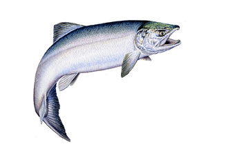 Chum Salmon, saltwater form