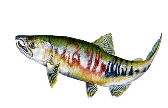 Chum Salmon, freshwater form of reproductive male