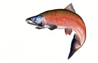 Coho Salmon, freshwater form of reproductive male