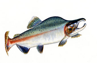 Pink Salmon, freshwater form of reproductive male