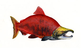 Sockeye Salmon, freshwater form of reproductive male