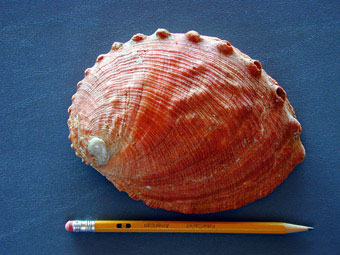 White abalone outside shell