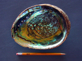 Green abalone inside shell