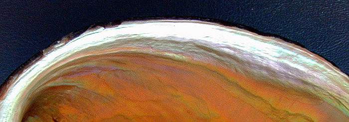 Black abalone shell margin