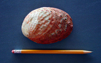 Flat abalone outside shell