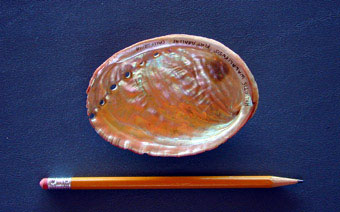 Flat abalone inside shell