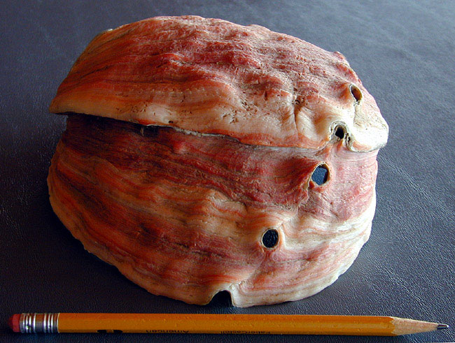 Deformed shell due to El Nño