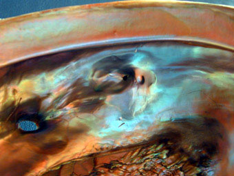 Inside red abalone tagged with spaghetti tag