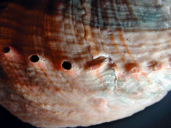 Threaded abalone repair to broken shell