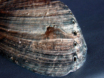 Black abalone repair to broken shell