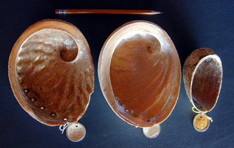 New Zealand abalone inside of shells