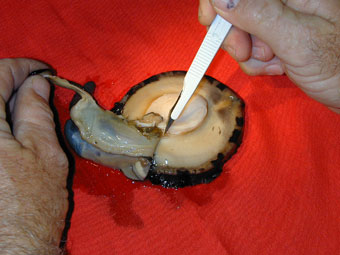 Cleaning a shelled abalone near the end