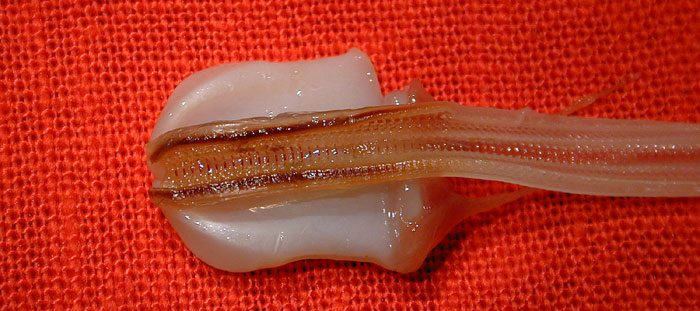 Abalone radula and odontophore