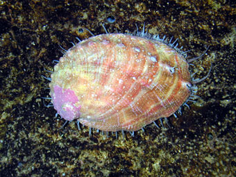 White abalone top view