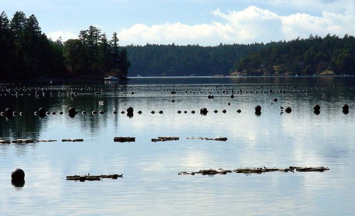 Mesh tubes for juvenile oysters