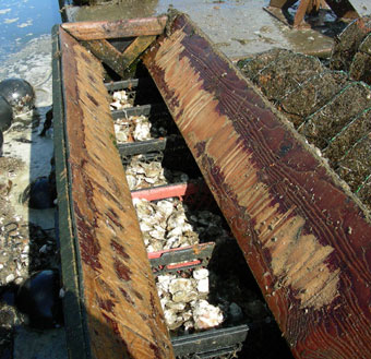 Mariculture: Oysters