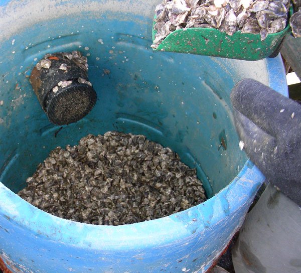 Mariculture Oysters