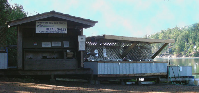 Fresh Oyters for sale at Westcott Farm