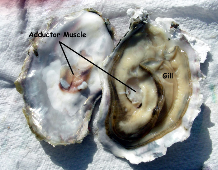 Opened oyster